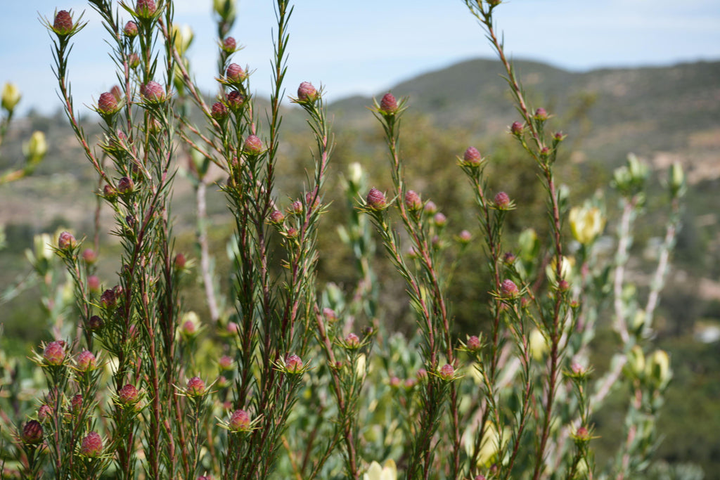 Eucadendron Jubilee Crown plant with pink buds and slender green leaves in a hilly landscape