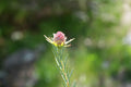 Leucadendron Jubilee Crown plant with pink cone flower and green foliage outdoors