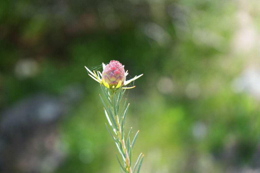Leucadendron Jubilee Crown flower bud with green foliage in natural sunlight
