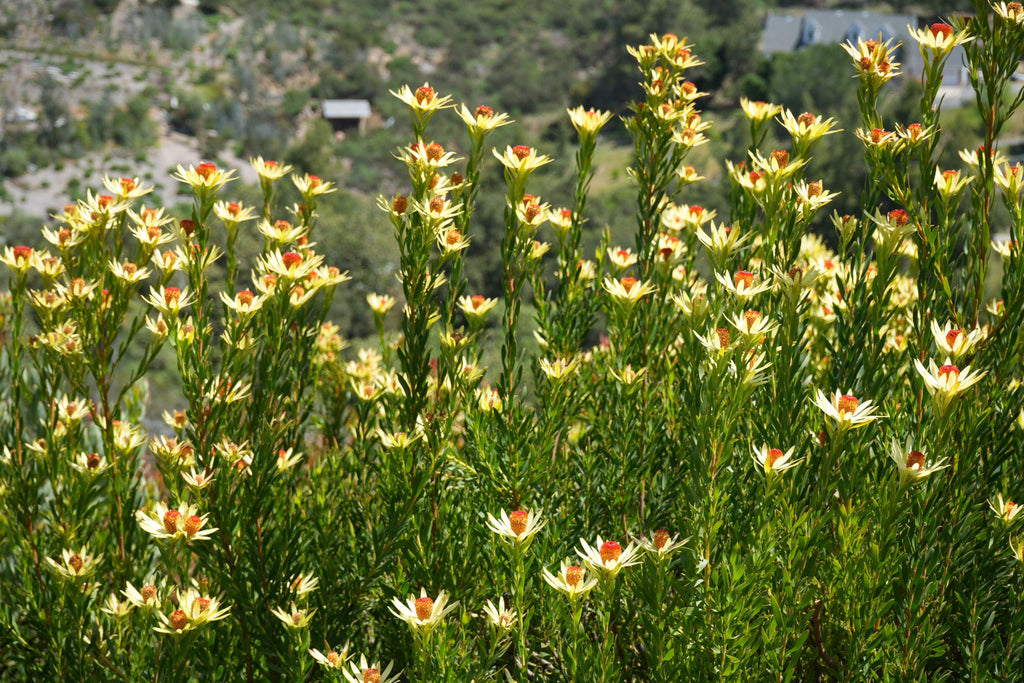 Leucadendron discolor pompom plants with yellow-green leaves and orange flower centers outdoors