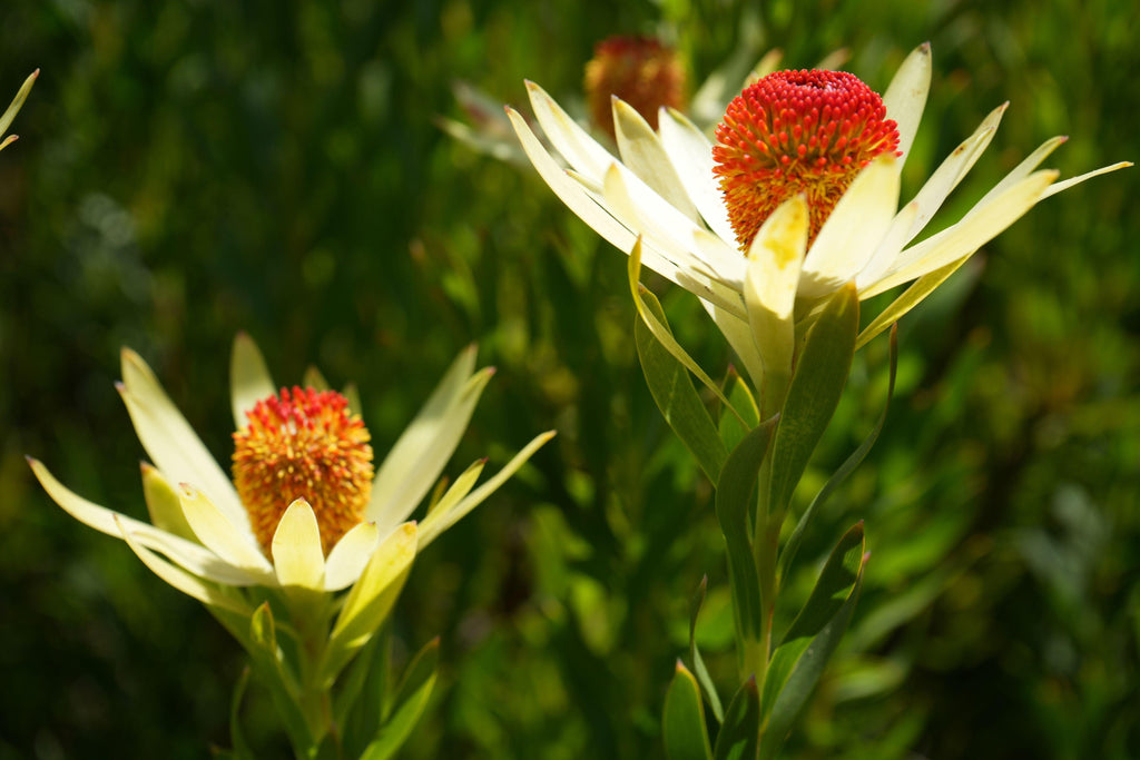 Leucadendron discolor pompom with creamy yellow leaves and red cone in sunny garden