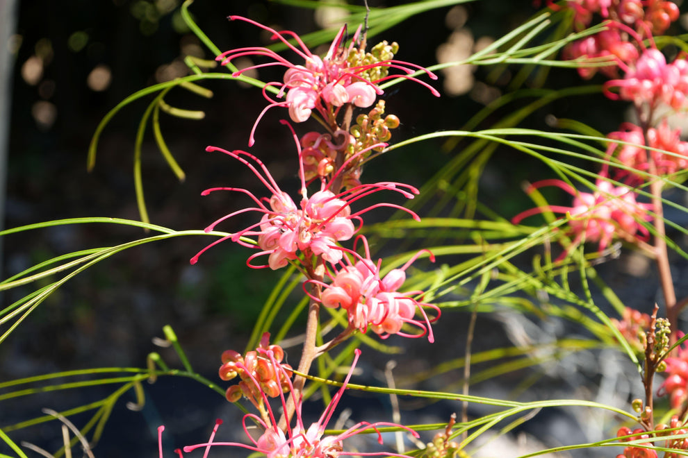Great Description About Grevillea Long John