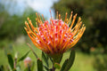 Leucospermum Naomi Royal Pride pincushion protea with orange-yellow spiky petals outdoors
