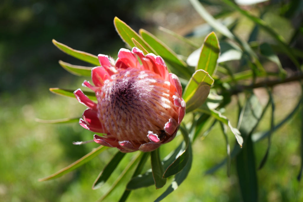 Close-up of a blooming pink Protea Pink Ice flower with green leaves outdoors