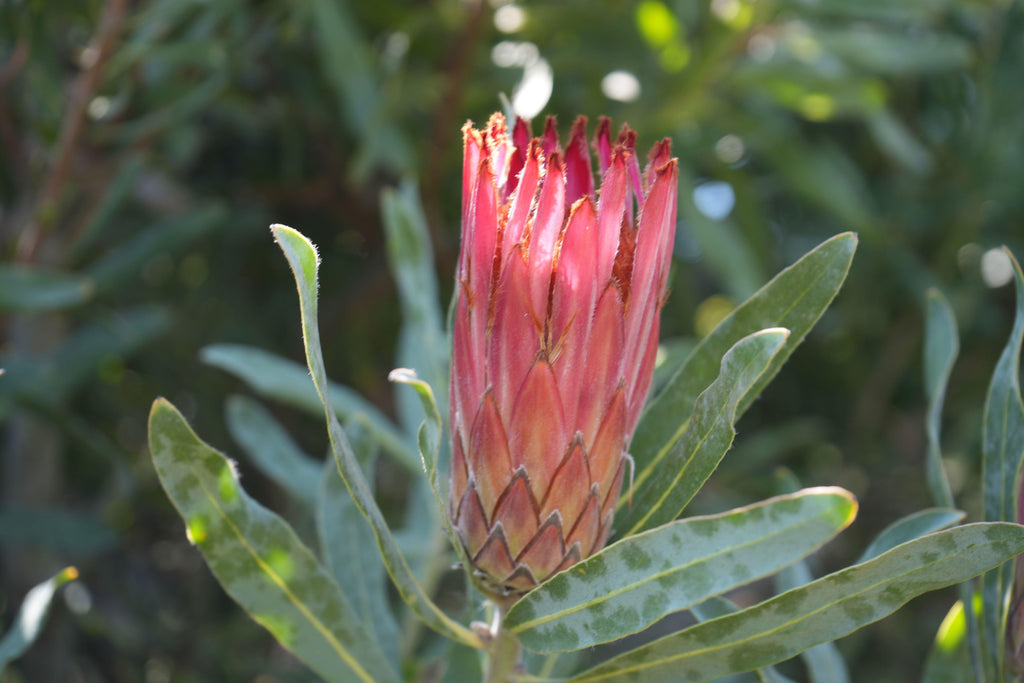 Pink Mink Protea flower bud surrounded by green leaves outdoors