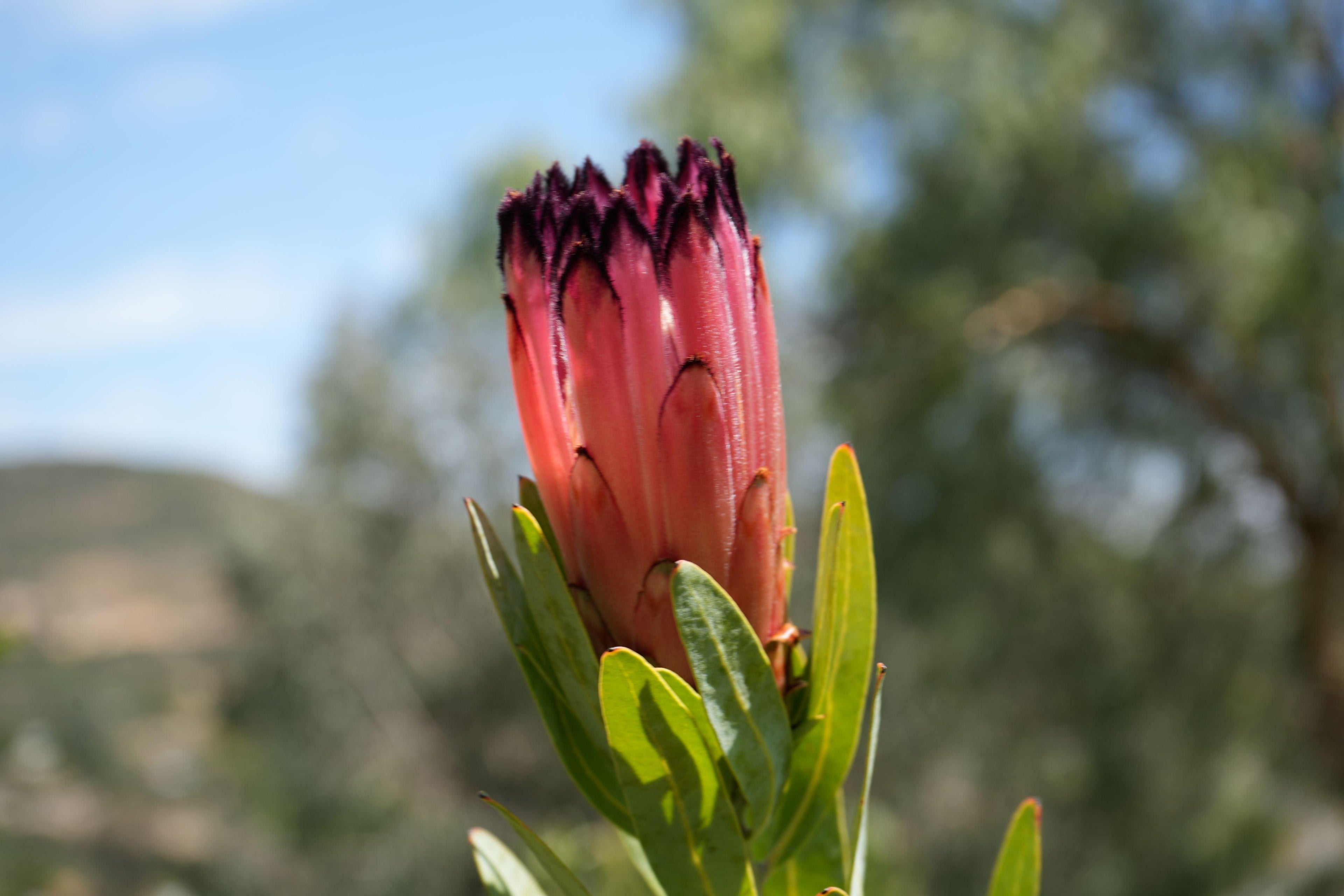 Protea Rose Mink flower bud with pink petals and green leaves outdoors
