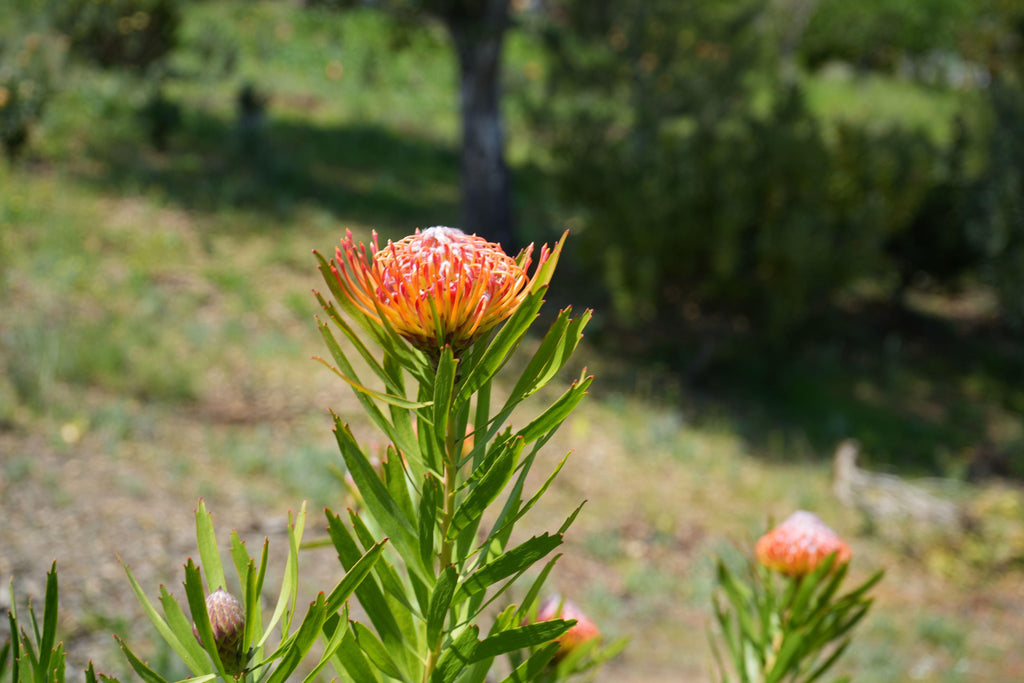 Leucospermum Naomi Royal Pride pincushion flower with orange-red petals in a sunny garden