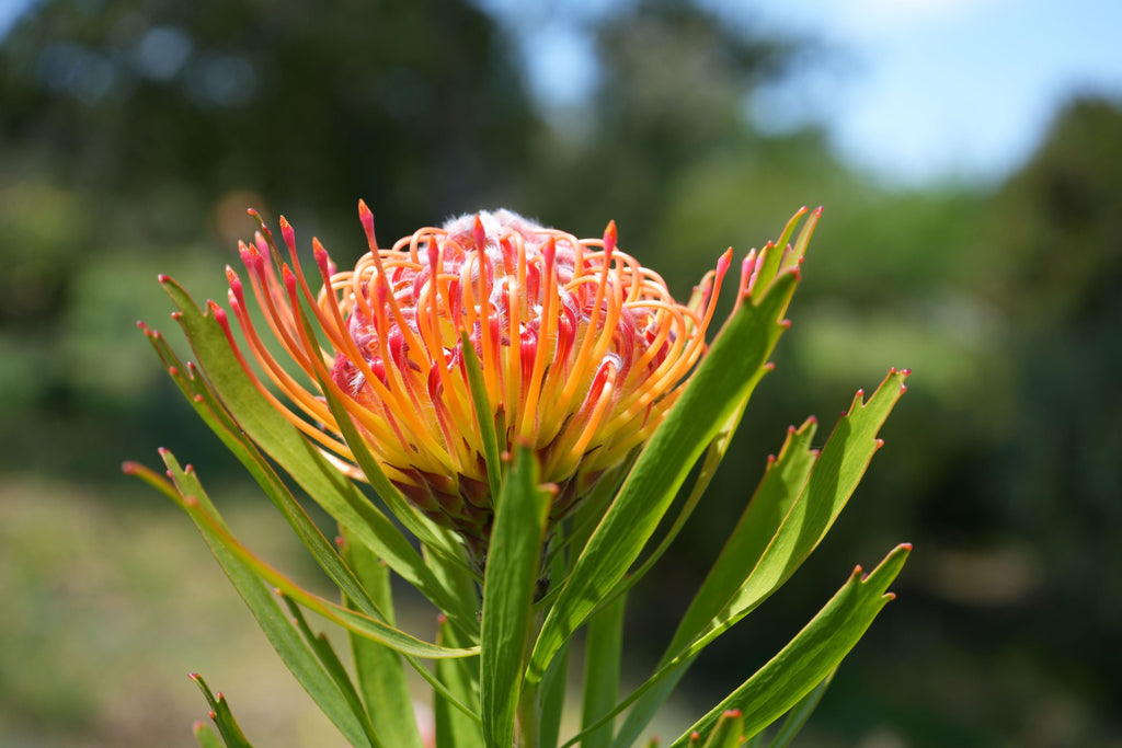Leucospermum Naomi Royal Pride pincushion flower with orange and yellow petals outdoors