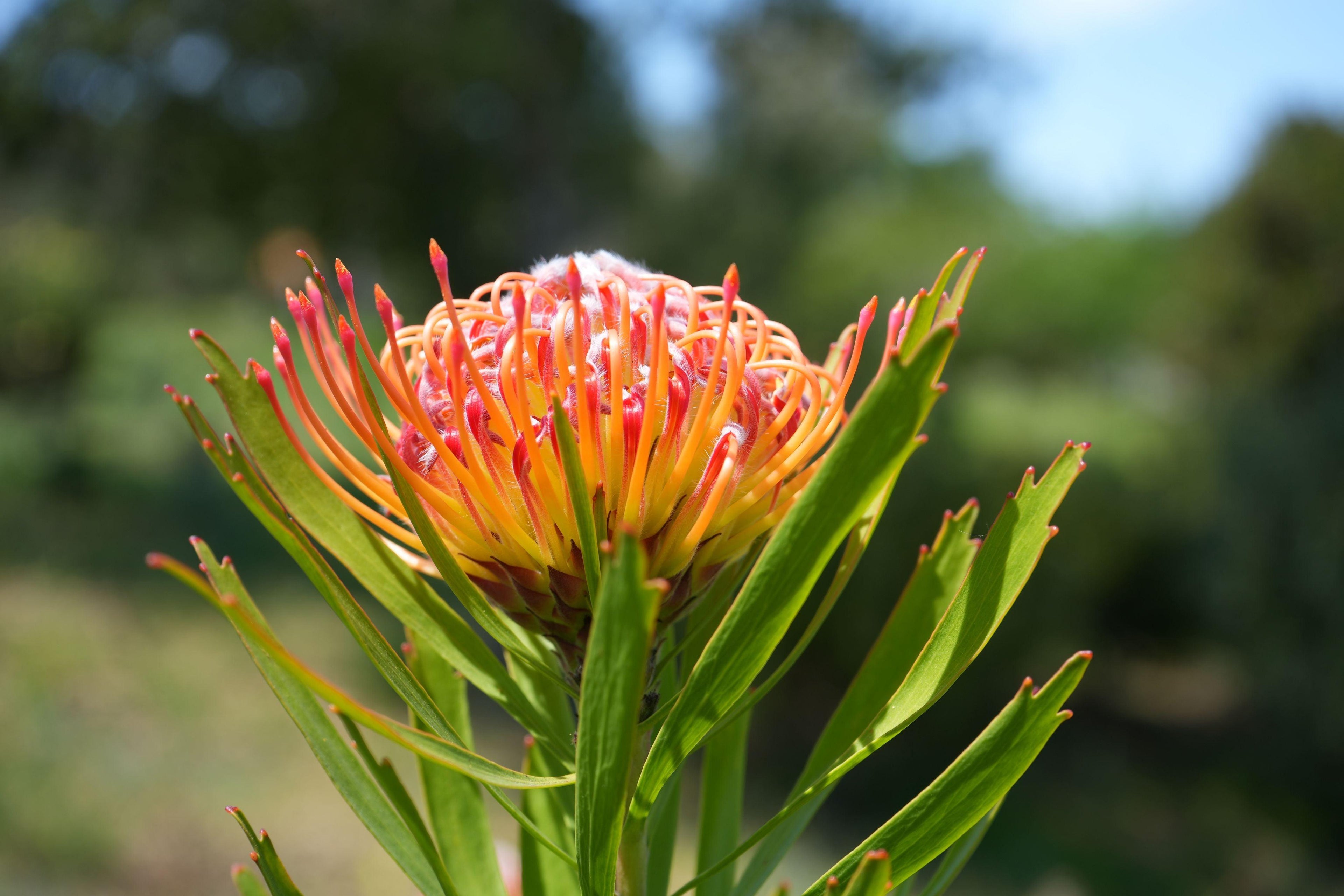 Leucospermum Naomi Royal Pride pincushion flower with orange and yellow petals outdoors
