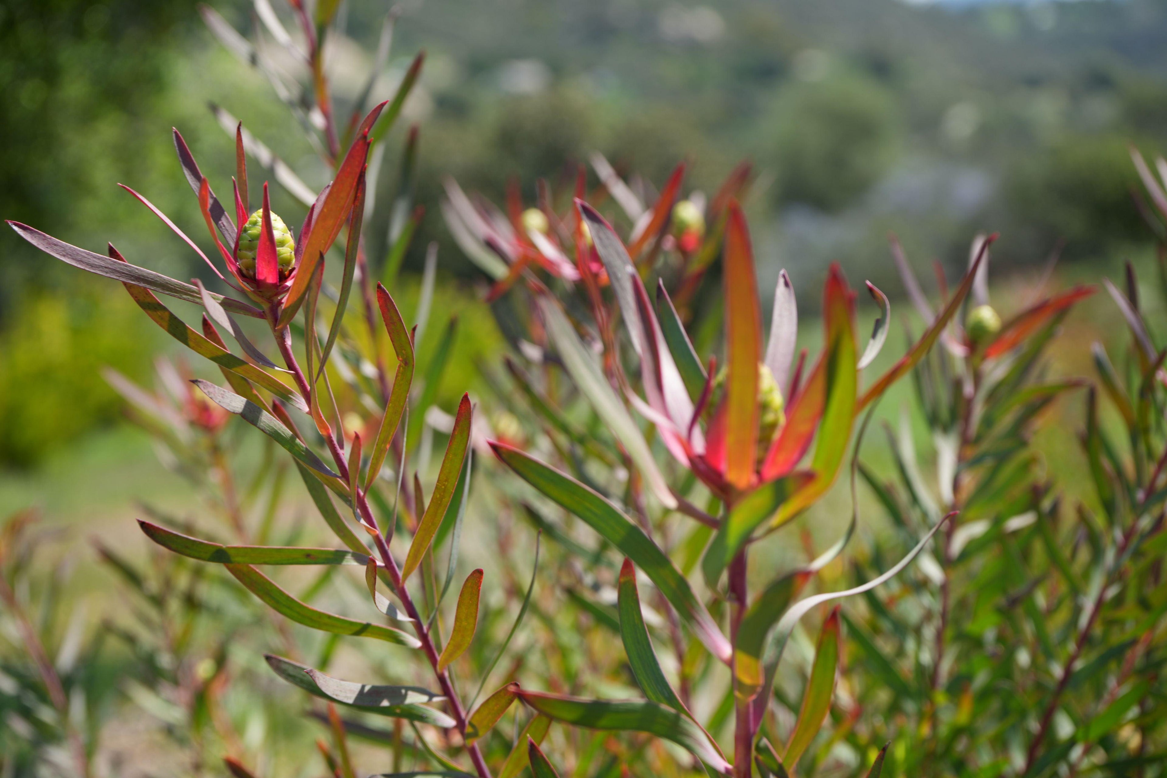 Leucadendron Red Ribbon plant with red-tipped green foliage growing outdoors