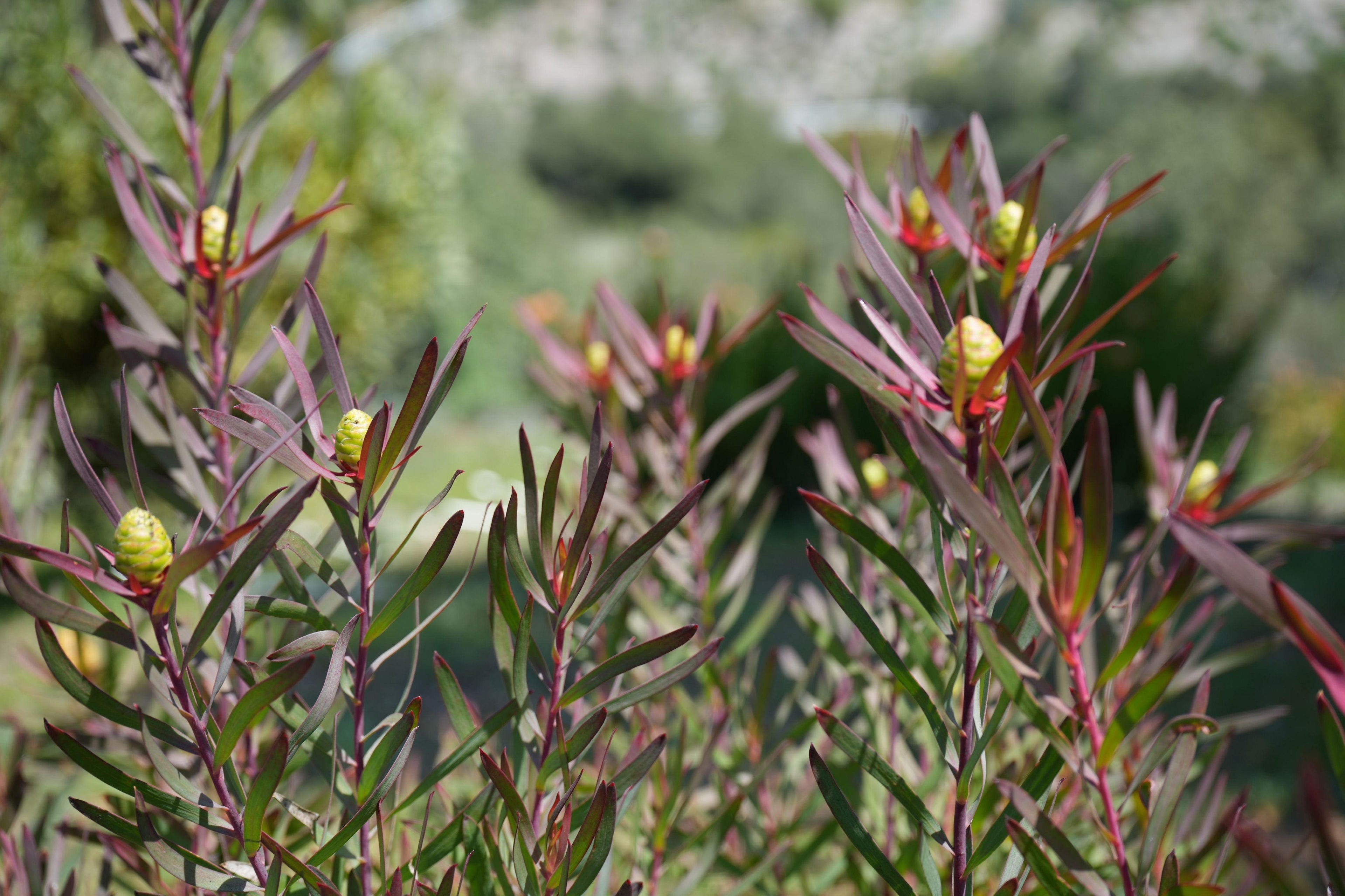Leucadendron Red Ribbon with red-tipped foliage and yellow cone flowers outdoors