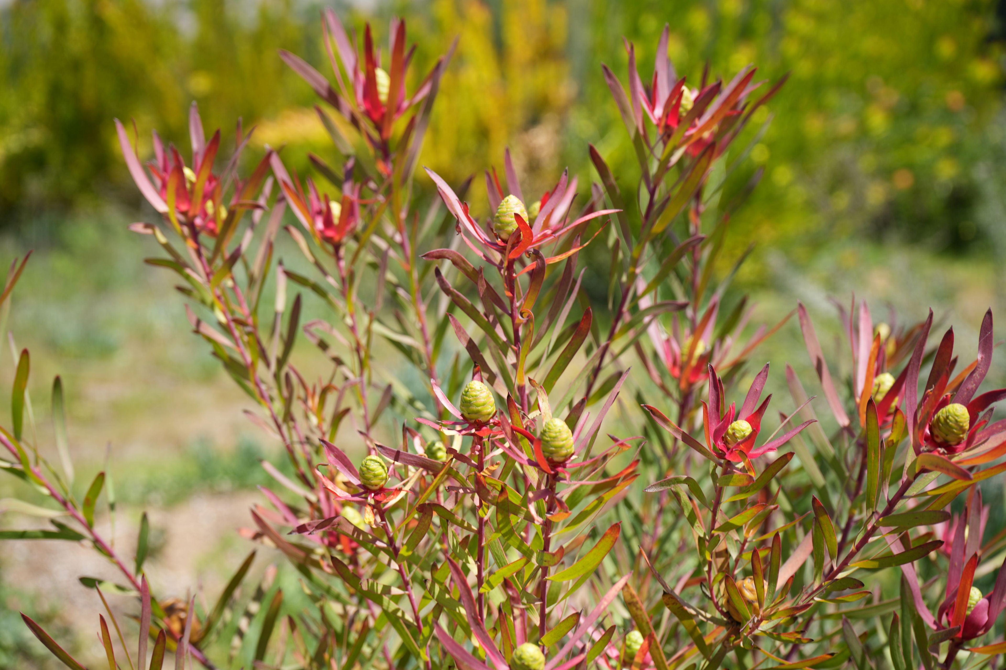 Leucadendron Red Ribbon plant with red foliage and cone-shaped buds outdoors