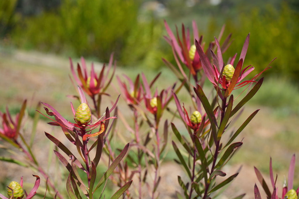Leucadendron Red Ribbon plant with red leaves and yellow cone flowers in a sunny garden