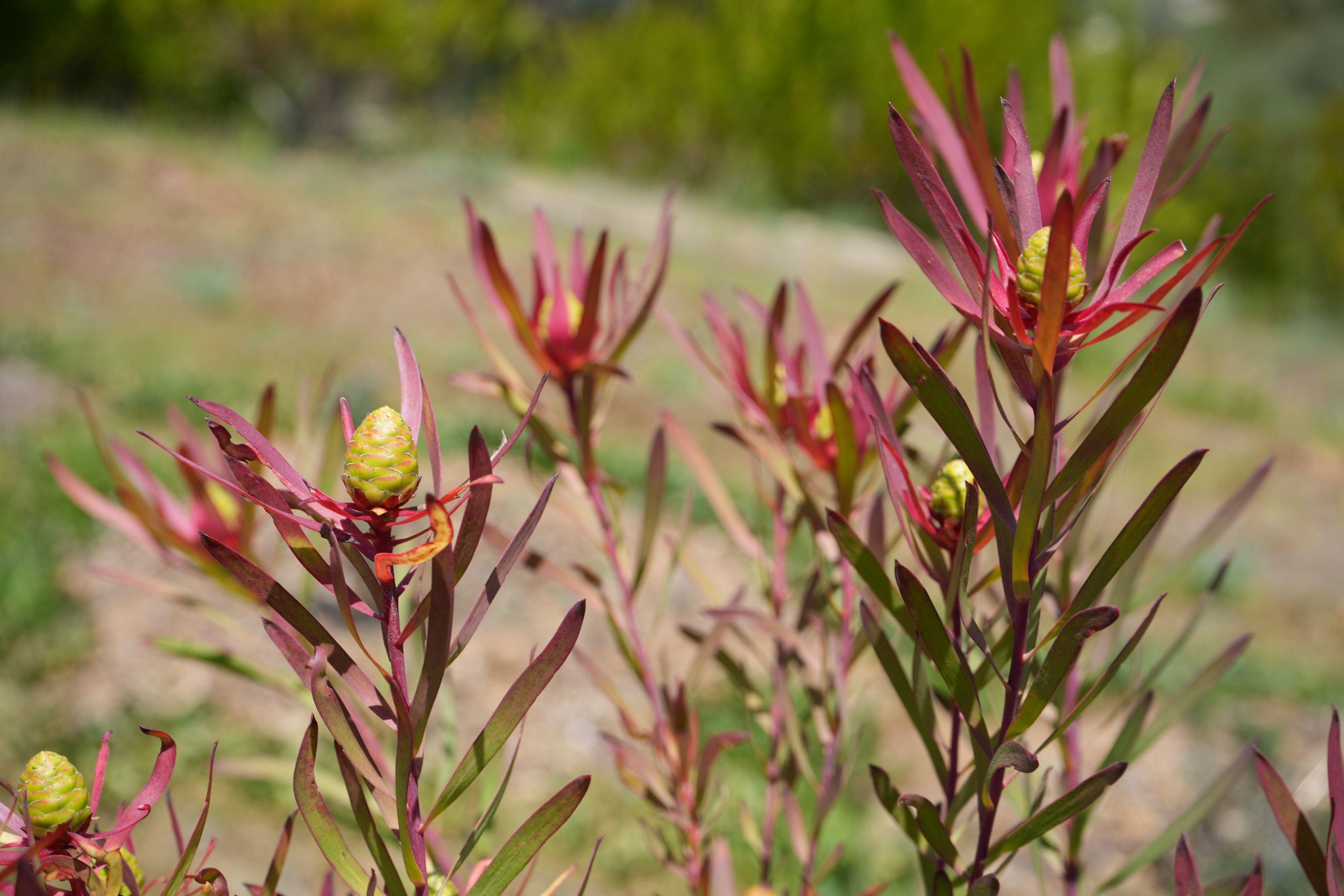 Leucadendron Red Ribbon plant with pointed red leaves and yellow flower cones outdoors