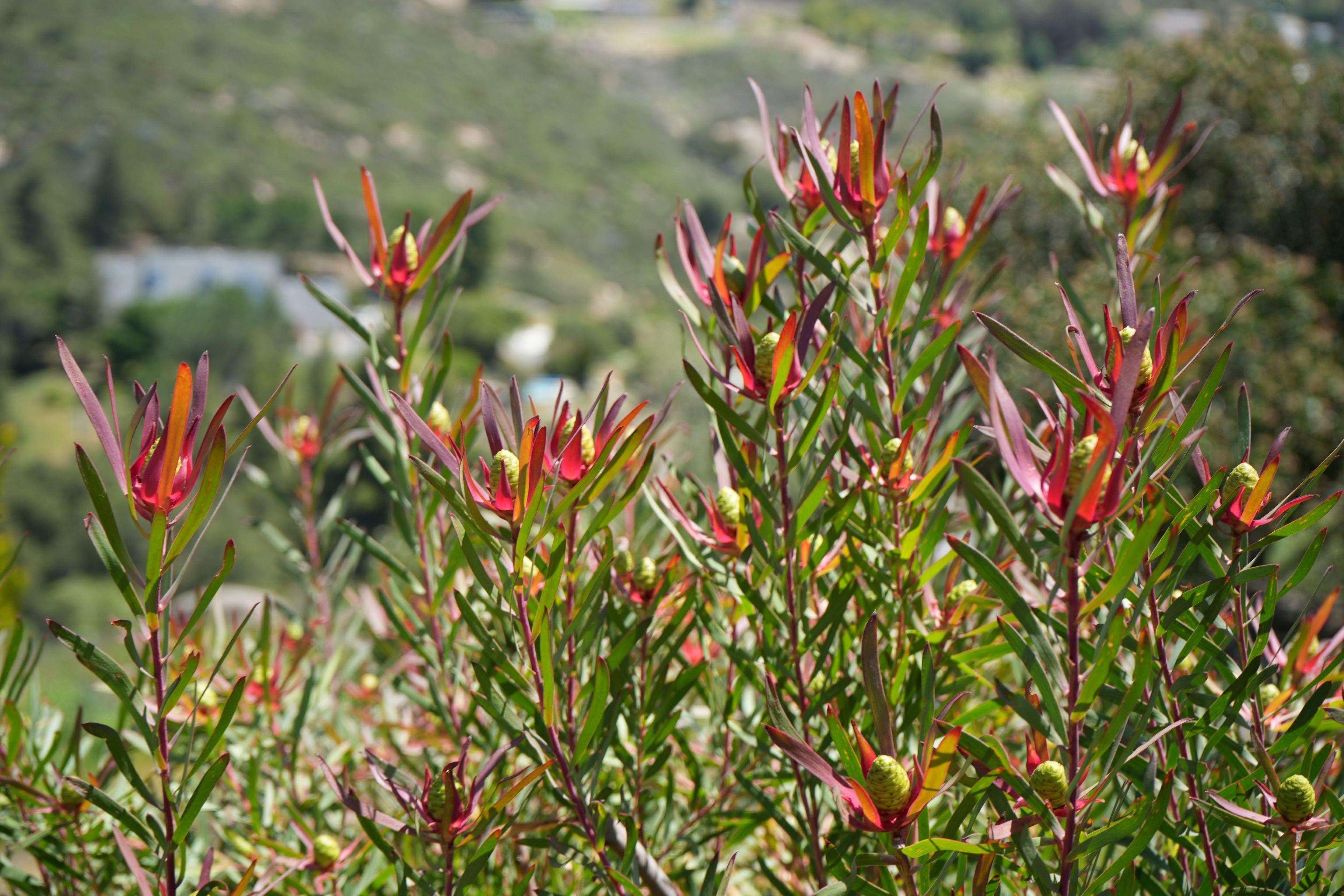 Leucadendron Red Ribbon plant with red-tipped foliage in a sunny outdoor landscape