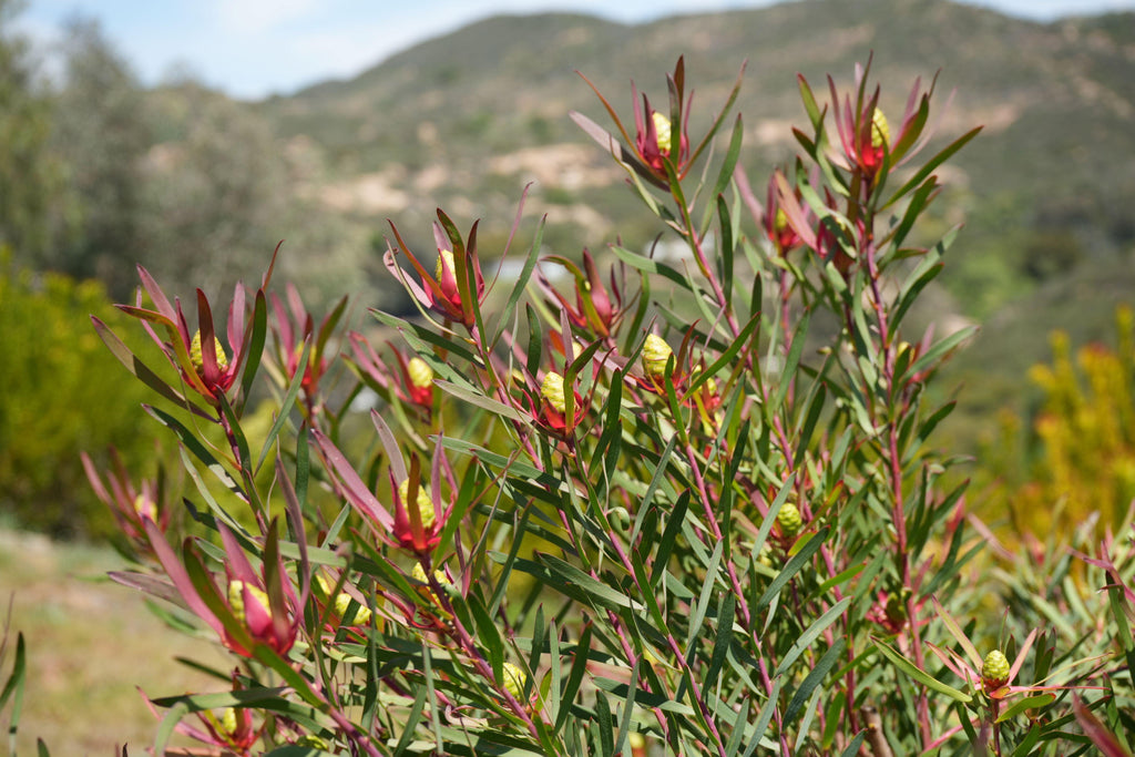 Leucadendron Red Ribbon plant with red bracts and yellow buds in a sunny outdoor setting