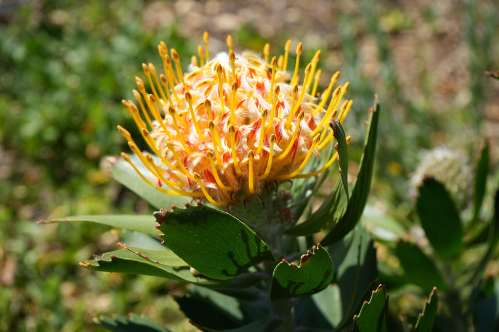 Leucospermum Veldfire protea flower with vibrant orange-yellow pincushion petals