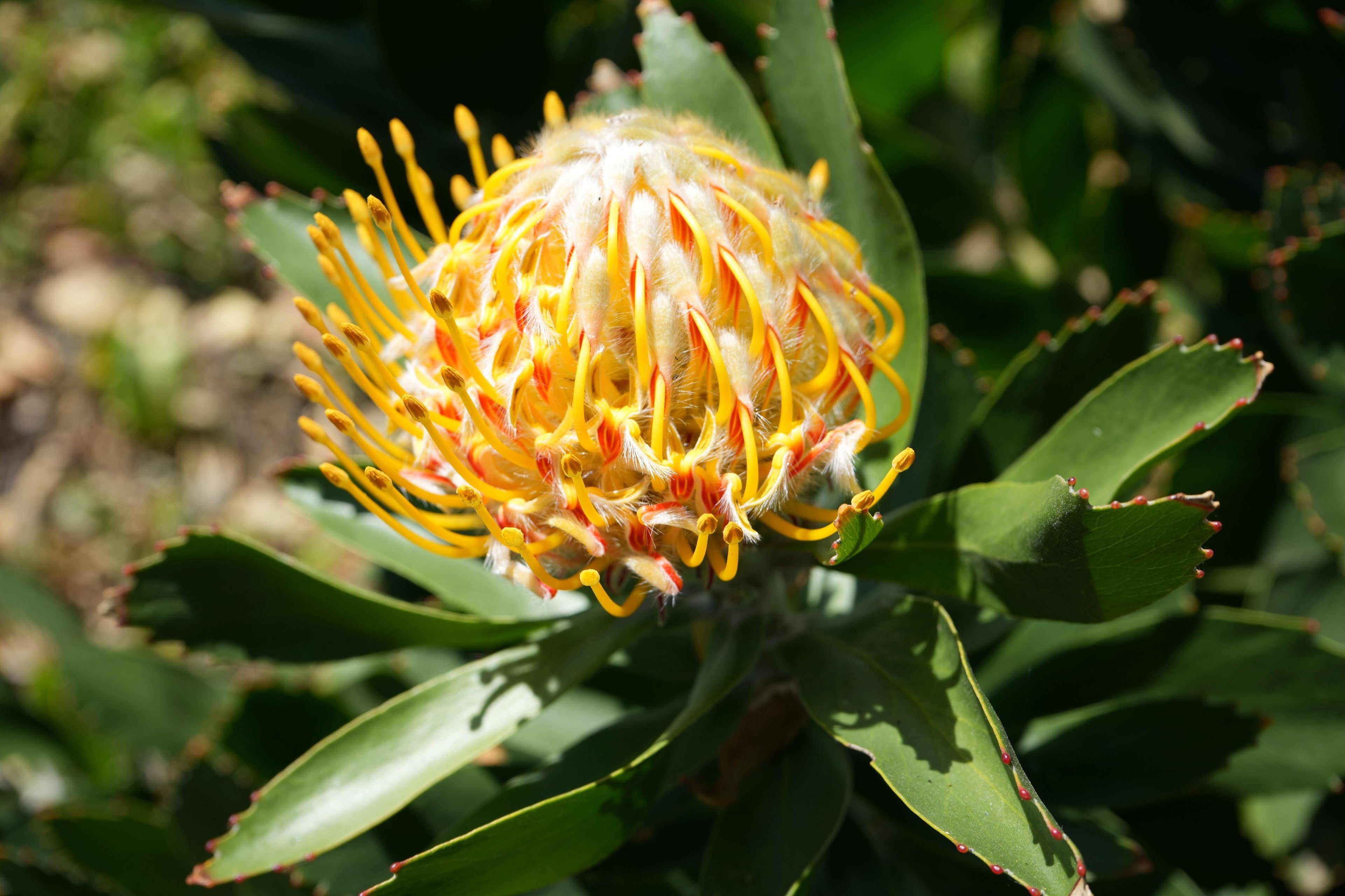 Leucospermum Veldfire pincushion protea with bright yellow-orange blooms and green leaves