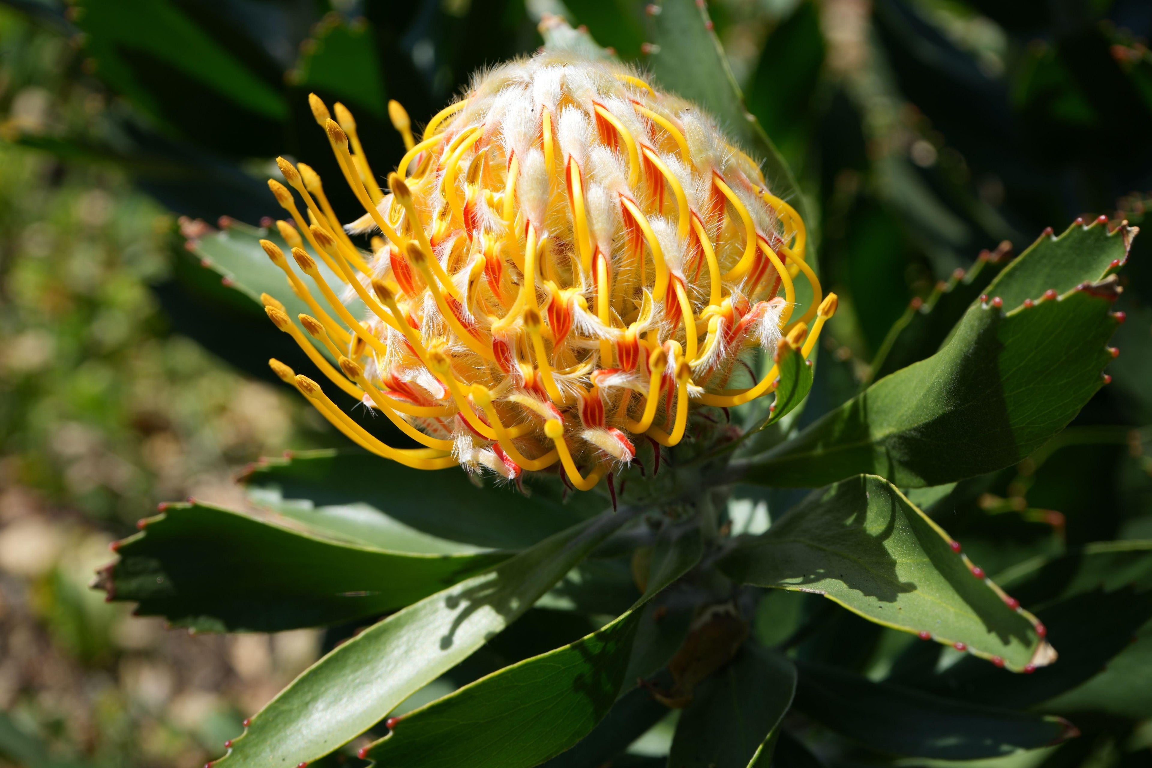 Close-up of vibrant yellow Leucospermum Veldfire bloom with green foliage outdoors