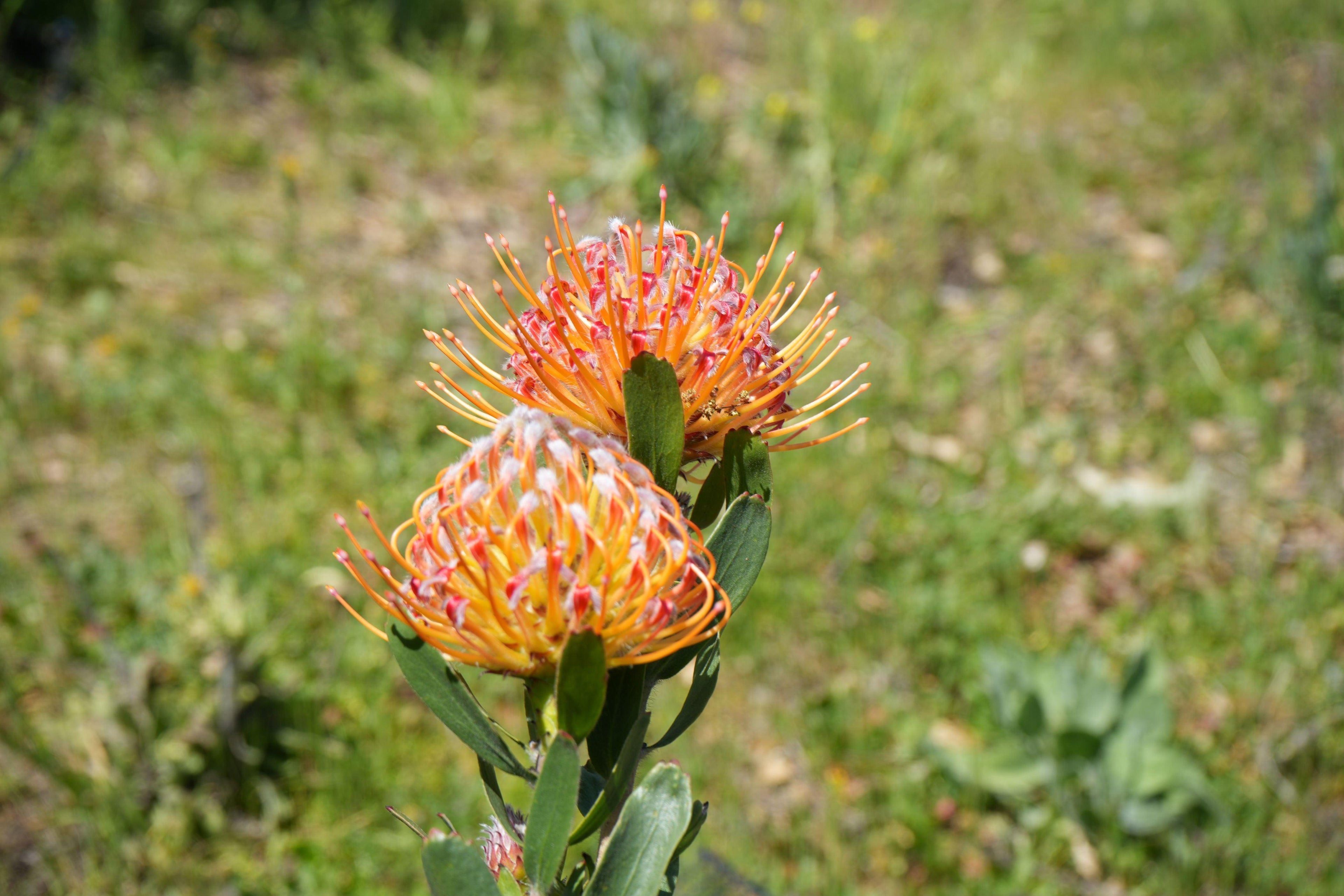 Leucospermum Veldfire pincushion protea with orange-red spiky blooms in a sunny garden