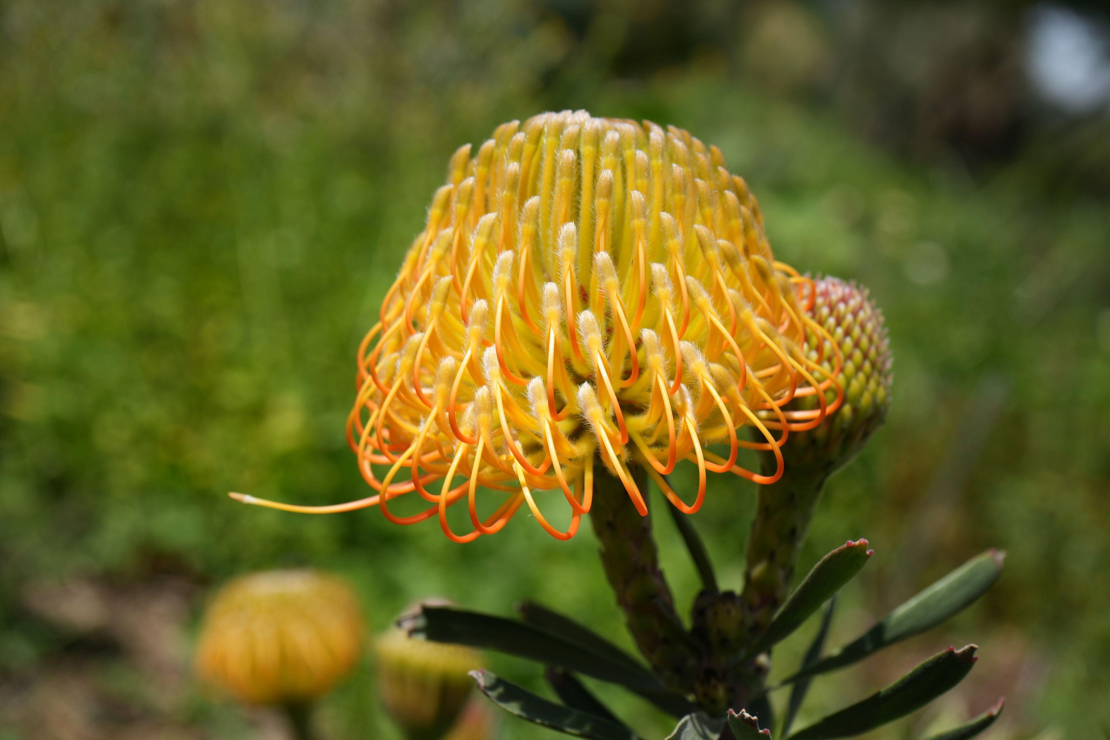 Leucospermum 'Brandi de la Cruz': Salmon Pincushion Protea – Bonte Farm