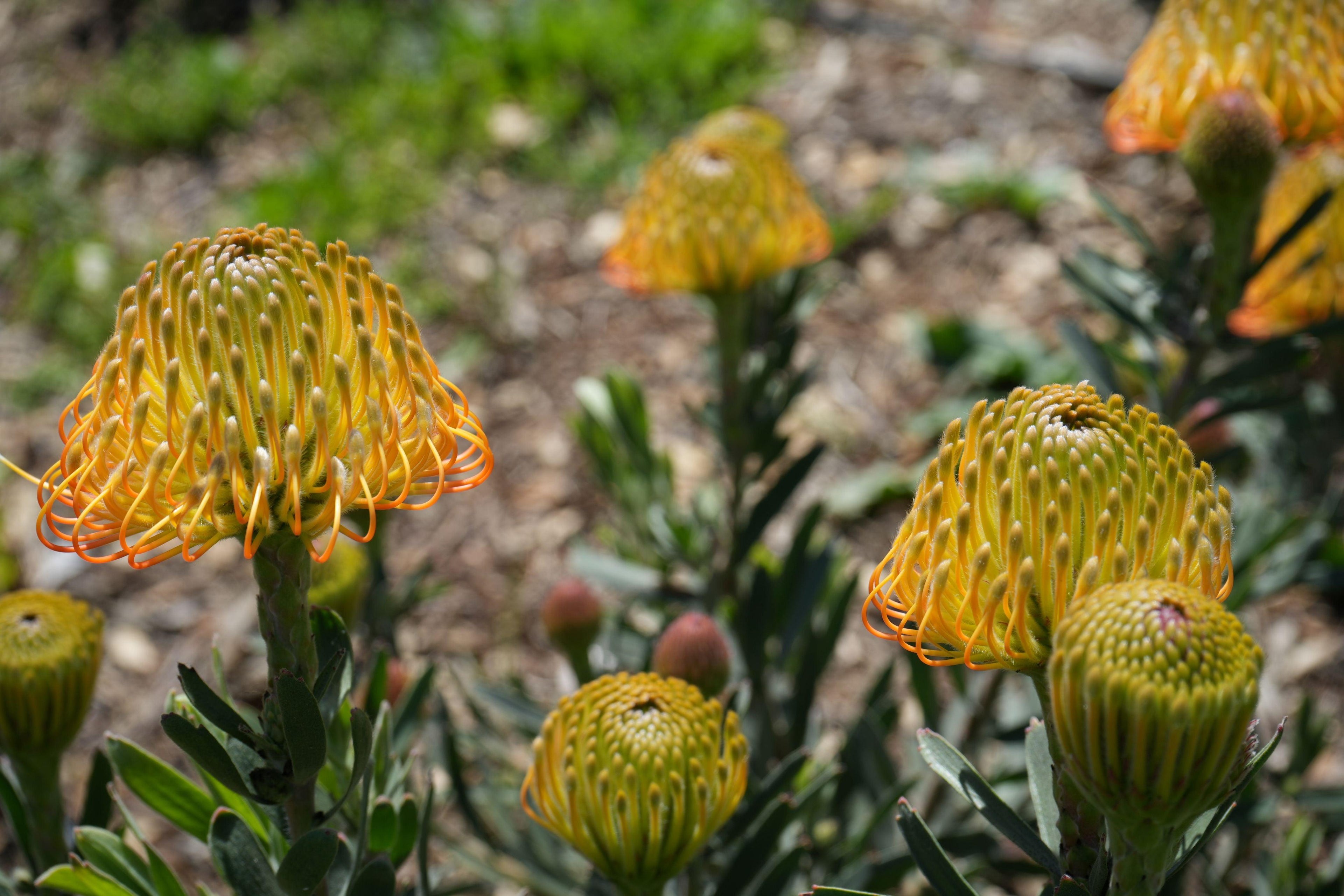 Leucospermum 'Brandi de la Cruz': Salmon Pincushion Protea – Bonte Farm