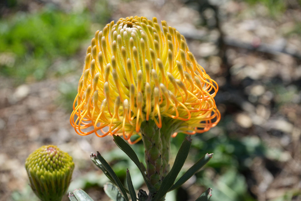 Leucospermum flower with bright yellow and orange pincushion bloom outdoors
