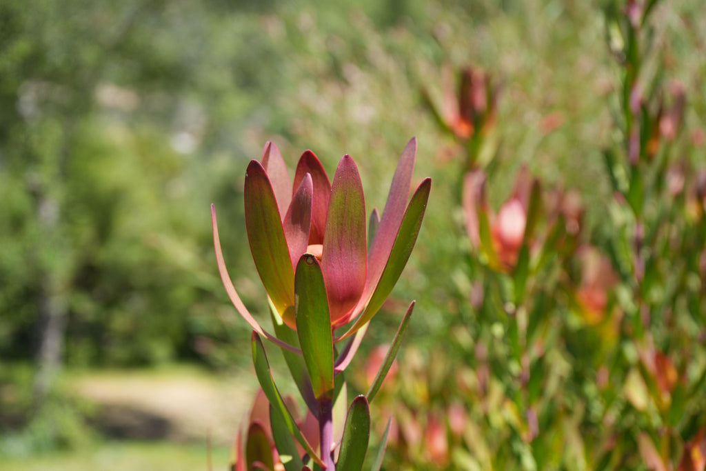 Leucadendron Safari Sunset plant with red-green bracts outdoors in natural light