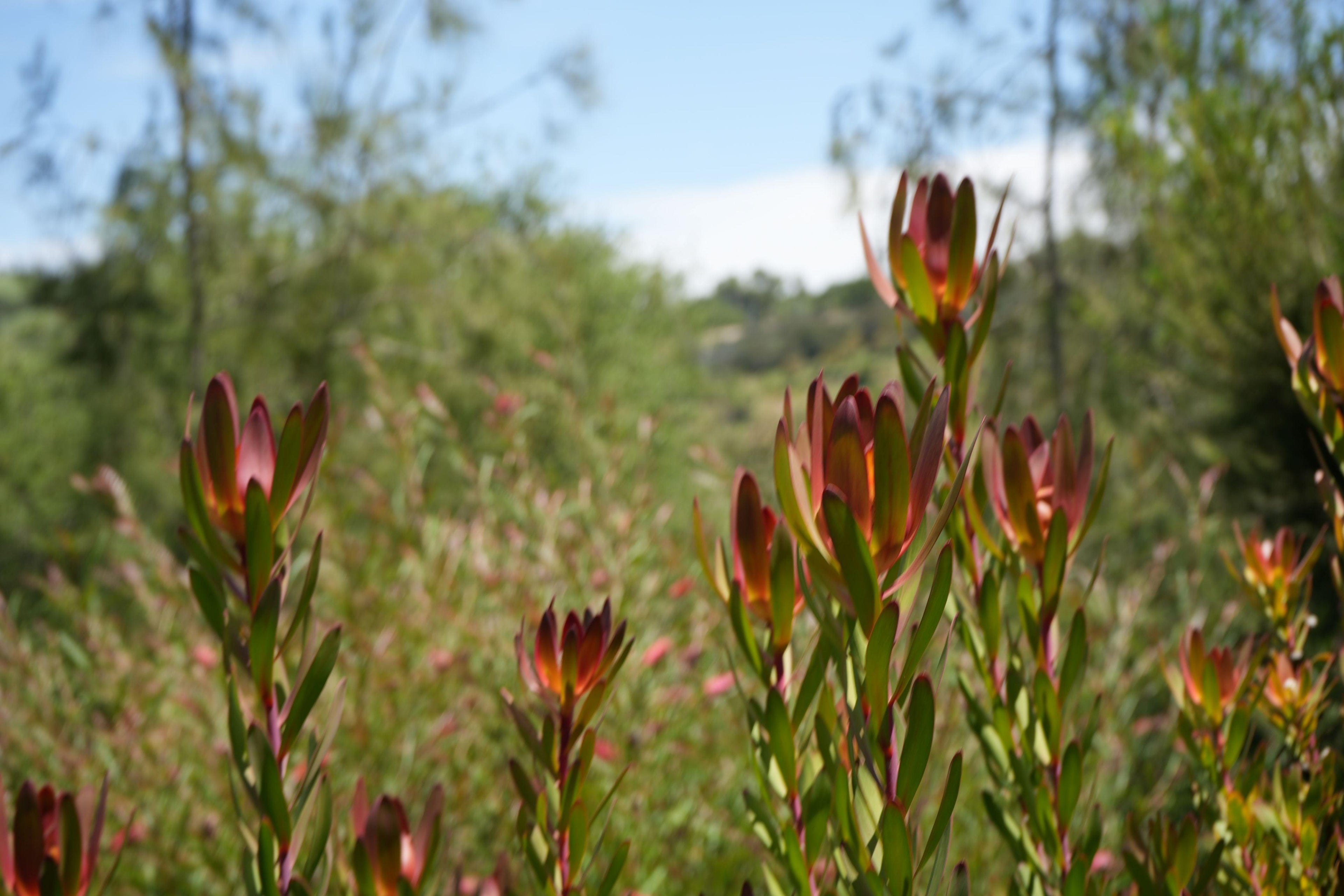 Leucadendron Safari Sunset plants with green red foliage growing outdoors