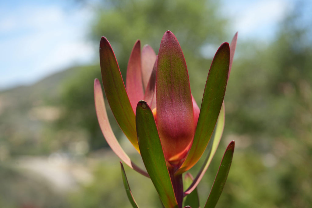 Leucadendron Safari Sunset plant with red-green bracts outdoors in natural light