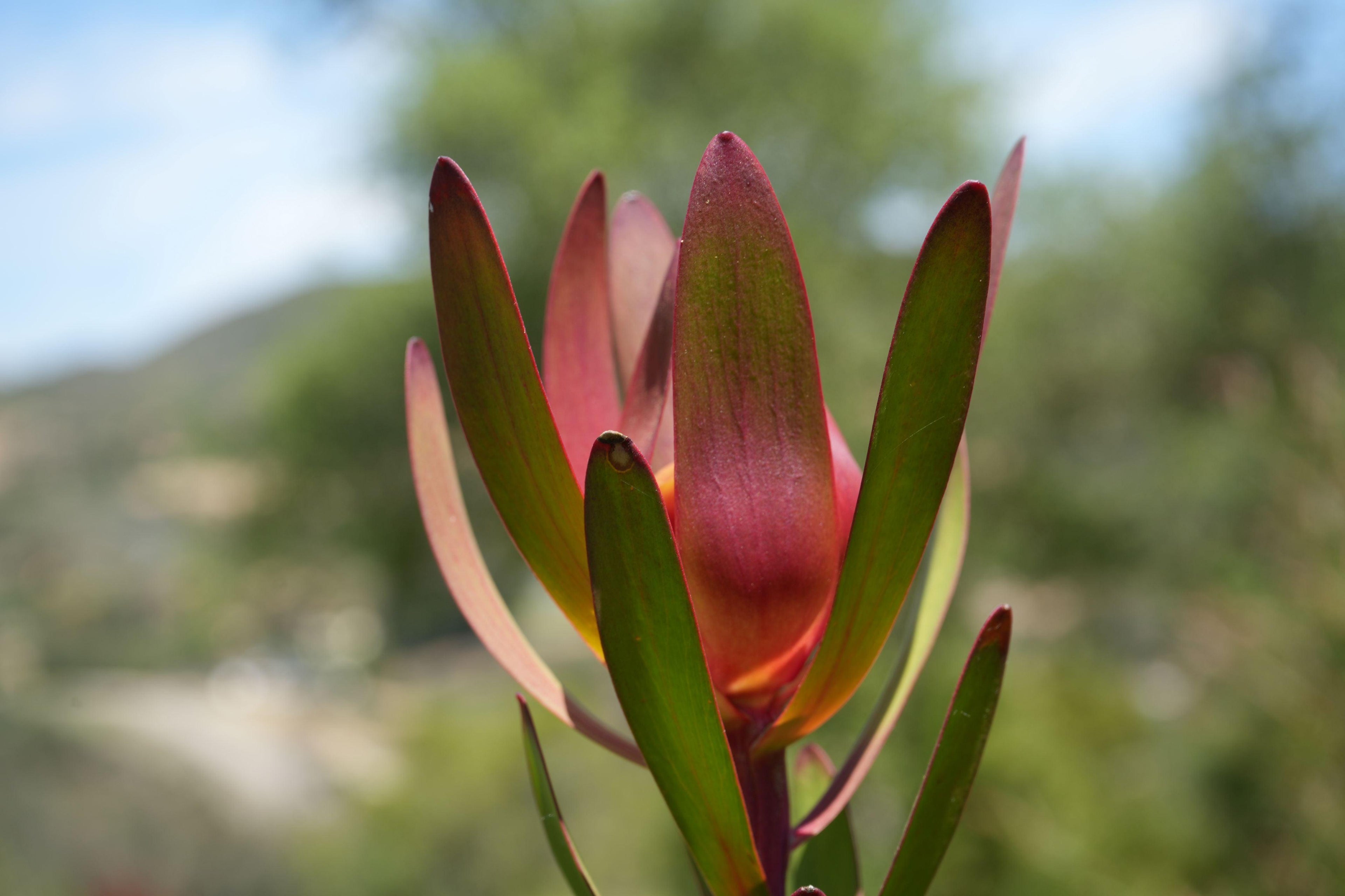 Leucadendron Safari Sunset plant with red-green bracts outdoors in natural light