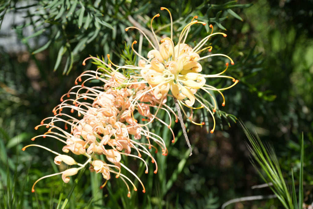 Grevillea Peach and Cream flower cluster with peach and yellow blooms outdoors