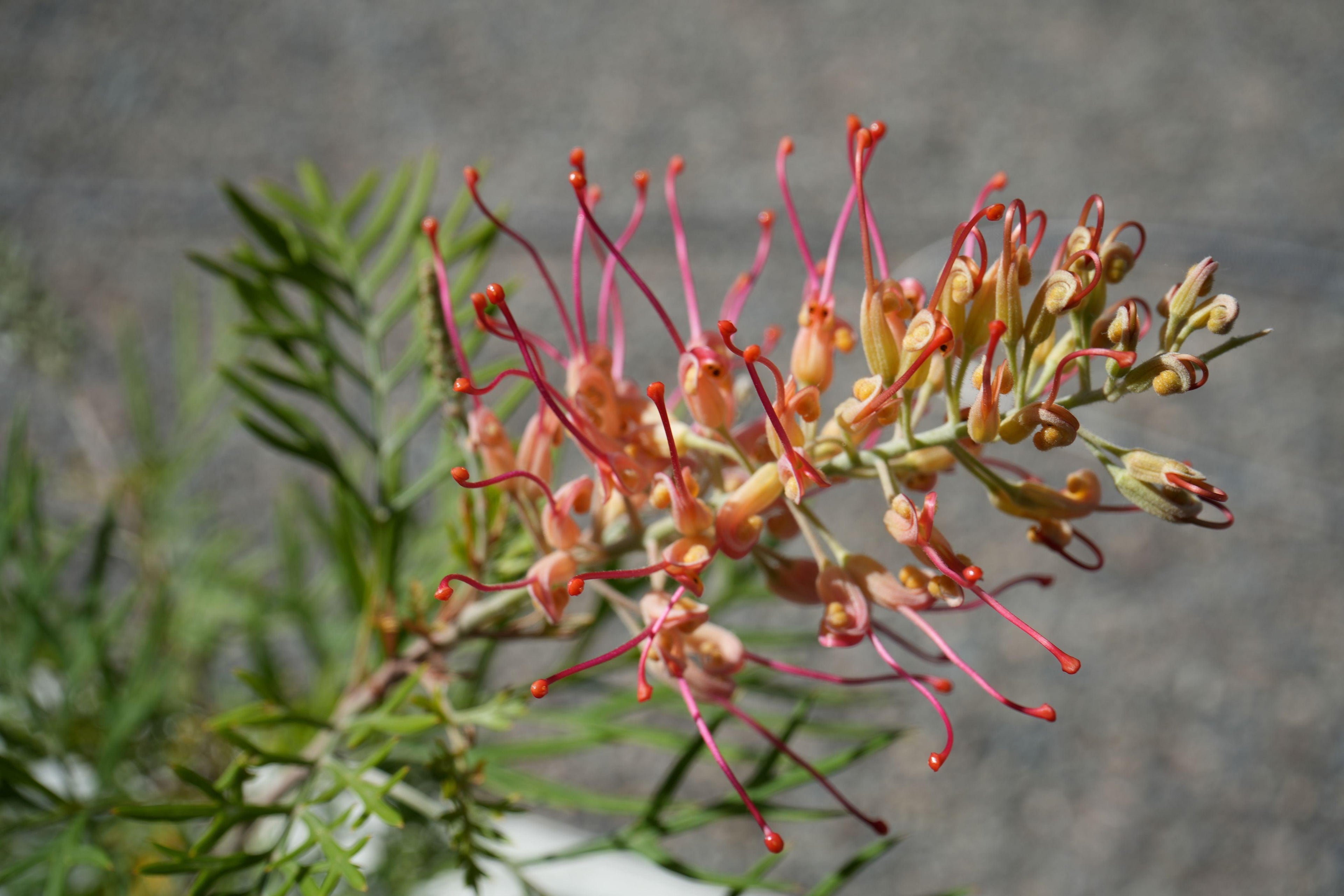 Close-up of Grevillea Jordonii flower with pink and yellow curled blooms and green foliage