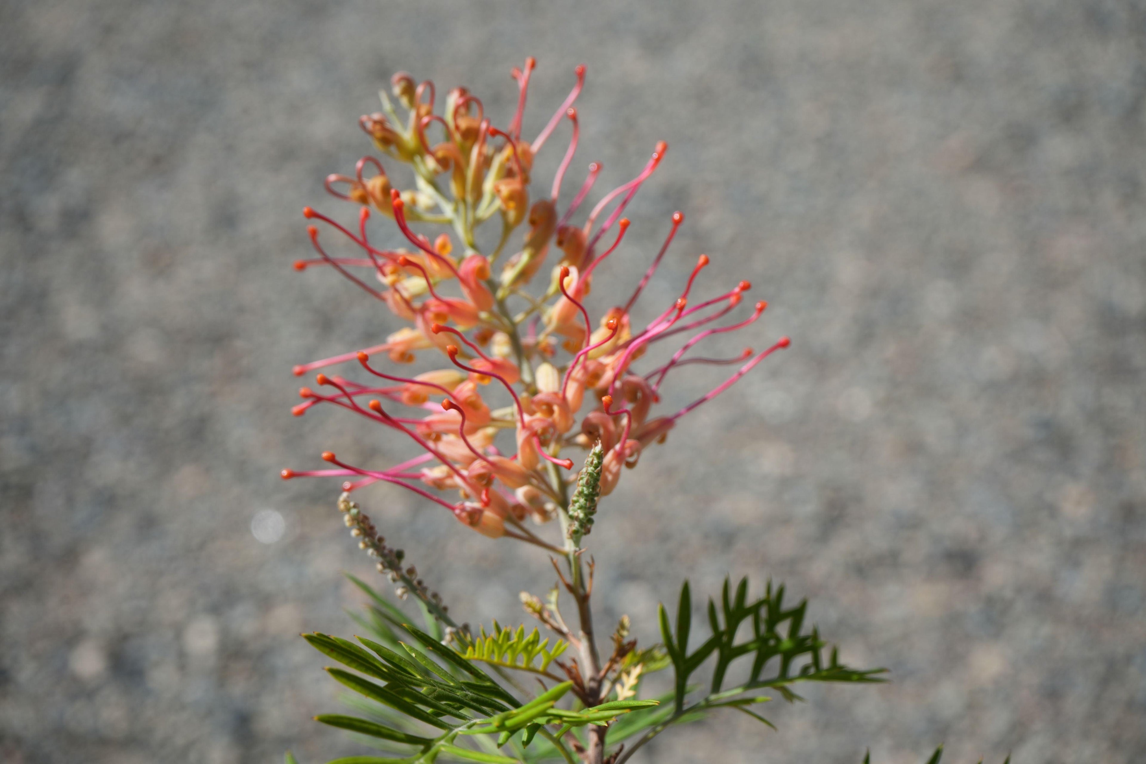 Close-up of Grevillea Jordan flower with pink and orange curved styles, outdoor setting