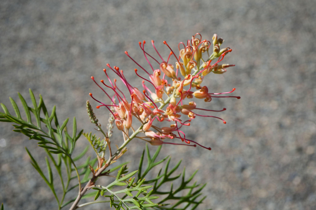Close-up of Grevillea flower with pink-orange blooms and green fern-like leaves