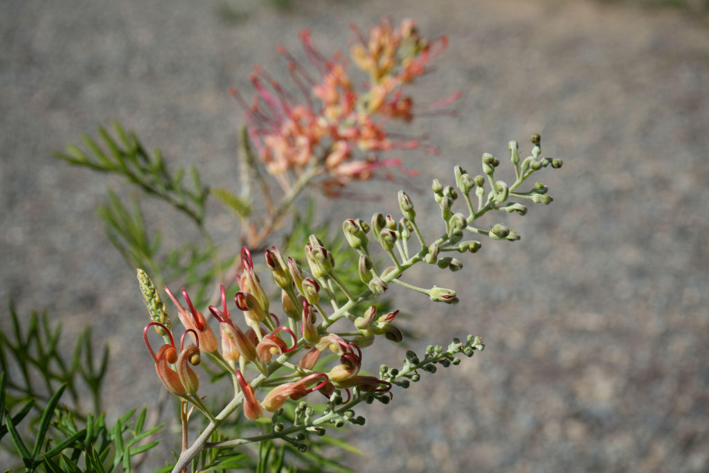 Grevillea plant with red and yellow flower buds and fern-like green leaves outdoors