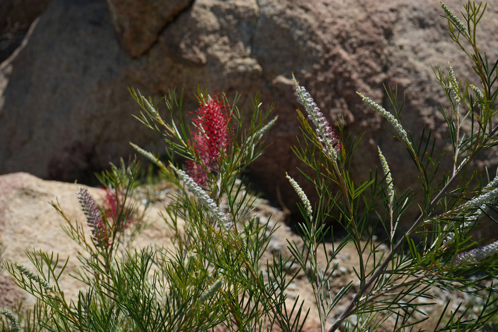 Grevillea Spirit of Anzac plant with red and white flowers and narrow green leaves growing among rocks