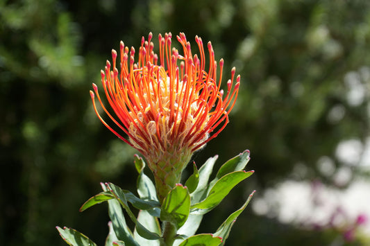 Leucospermum ‘Sunkist’: Radiate Your Landscape with Golden-Red Pincushion Blooms