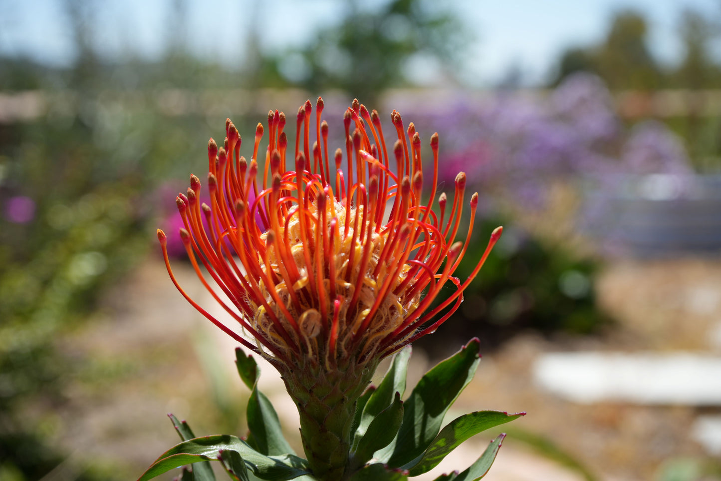 Leucospermum ‘Sunkist’: Radiate Your Landscape with Golden-Red Pincushion Blooms