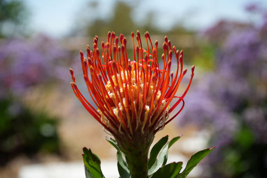 Leucospermum ‘Sunkist’: Radiate Your Landscape with Golden-Red Pincushion Blooms