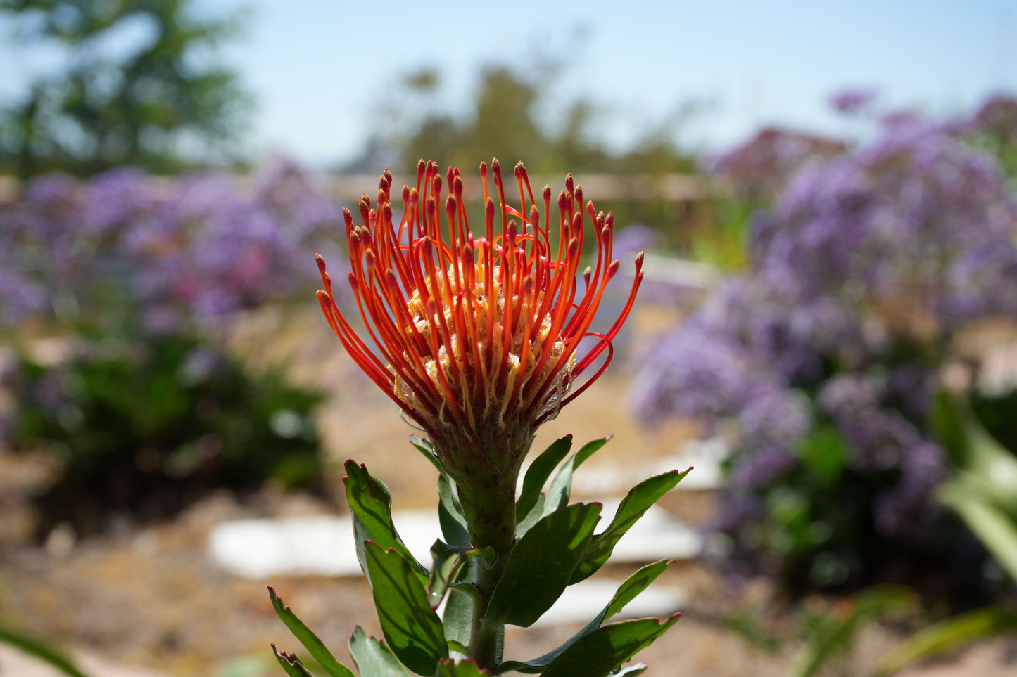 Leucospermum ‘Sunkist’: Radiate Your Landscape with Golden-Red Pincushion Blooms