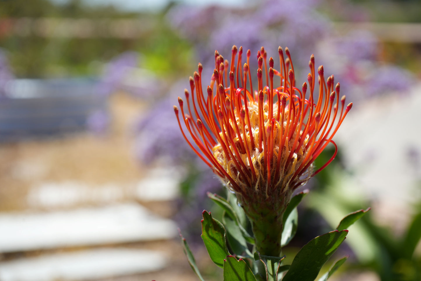 Leucospermum ‘Sunkist’: Radiate Your Landscape with Golden-Red Pincushion Blooms