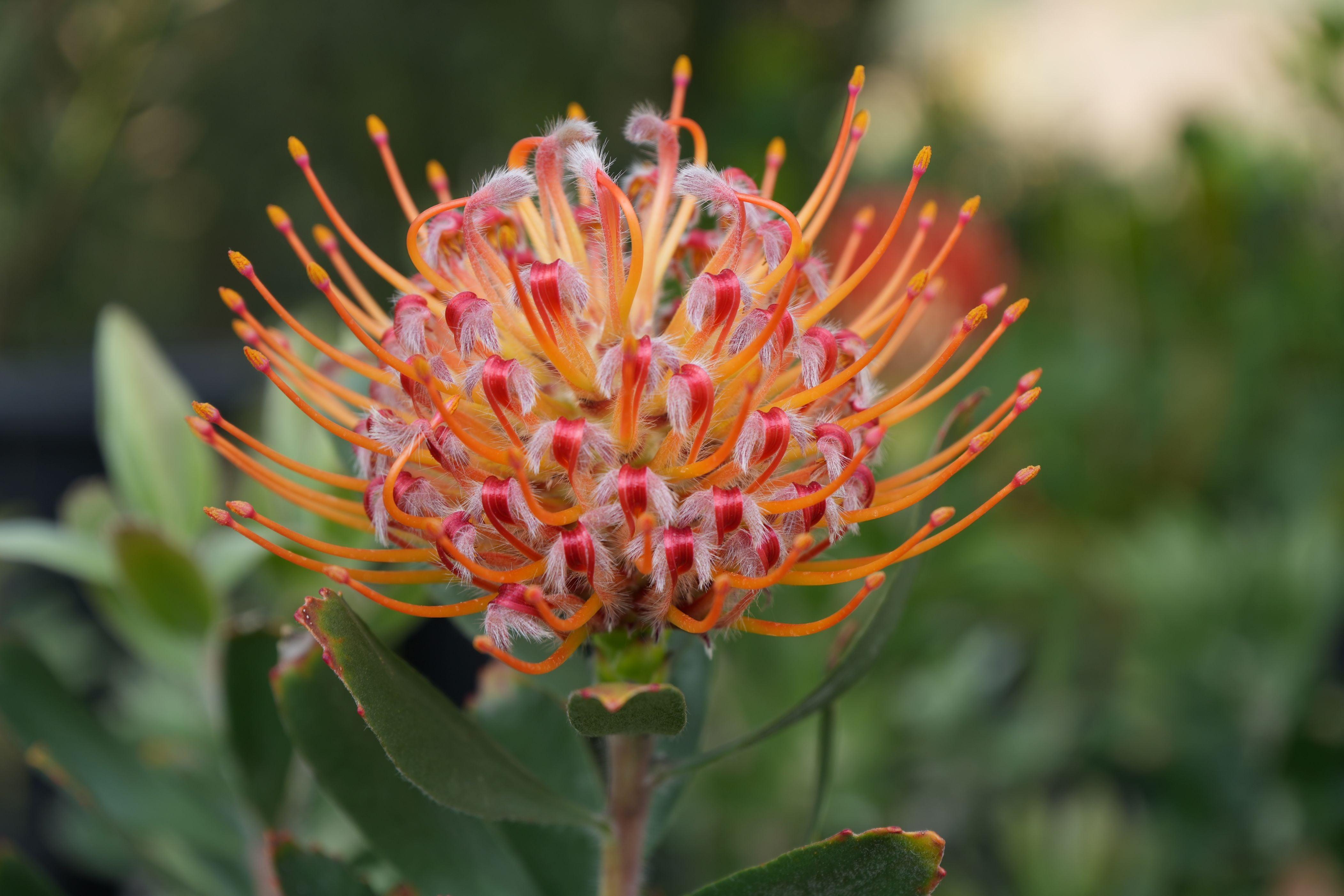 Leucospermum 'Naomi': Dazzling Pincushion Blooms for a Vibrant Garden ...