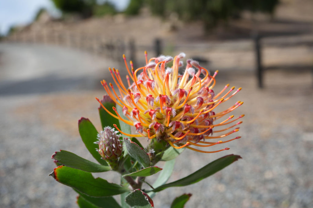 Leucospermum pincushion flower with orange-yellow petals outdoors