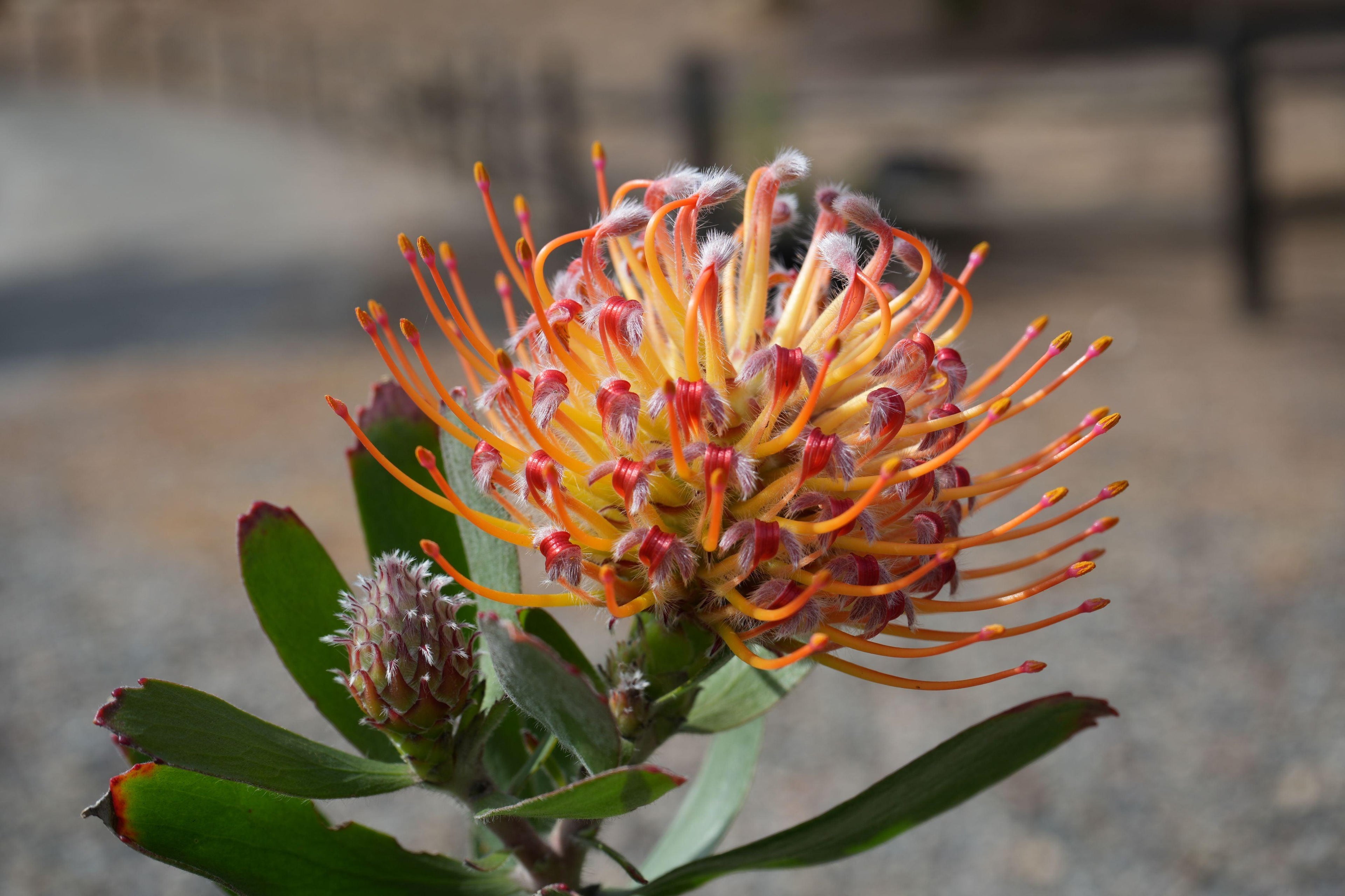 Close-up of Leucospermum Naomi pincushion protea flower with orange and yellow petals outdoors