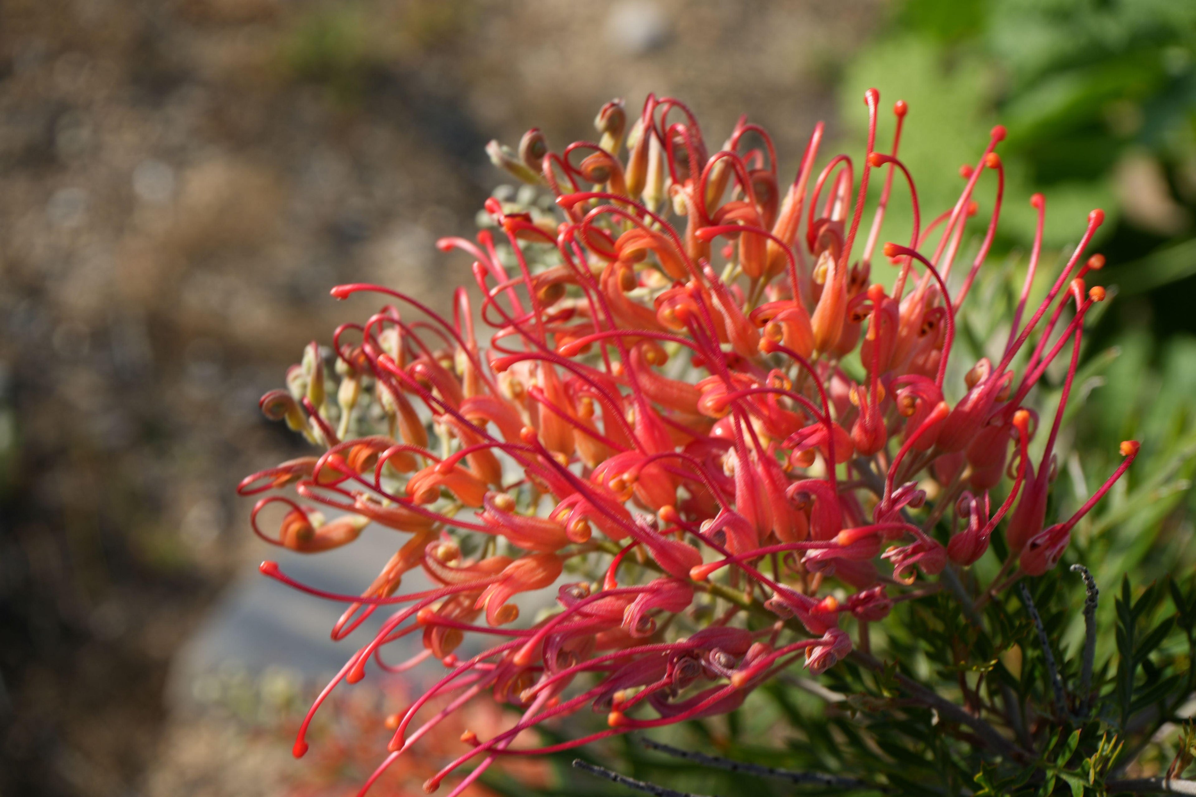 Vibrant Grevillea Ned Kelly flower with orange and pink curled petals, outdoor garden