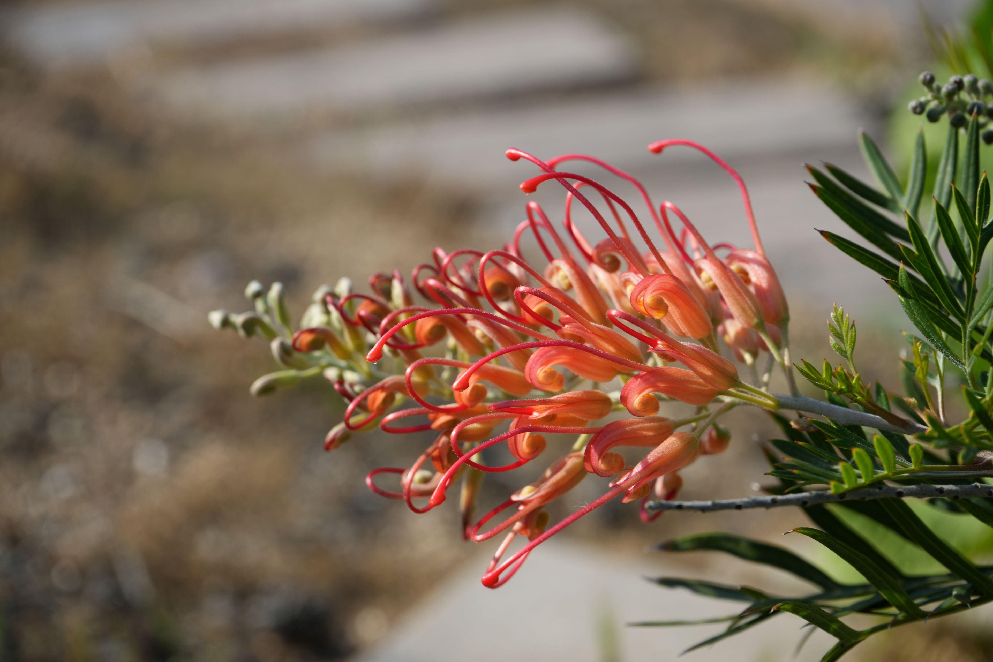 Close-up of Grevillea Ned Kelly orange-red flower with green foliage outdoors