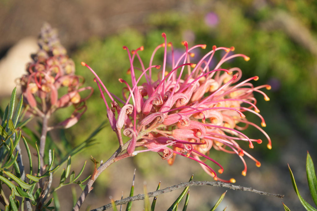 Close-up of Grevillea Ned Kelly flower with pink-orange curved petals and green leaves outdoors