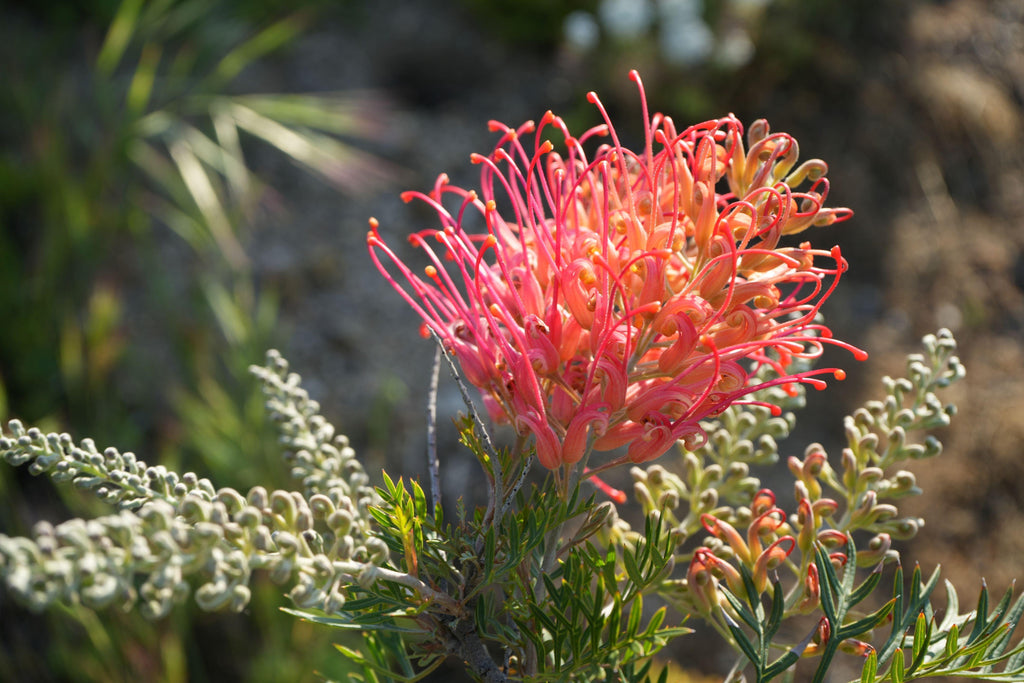 Close-up of Grevillea Ned Kelly flower with vibrant orange-pink blooms and green foliage