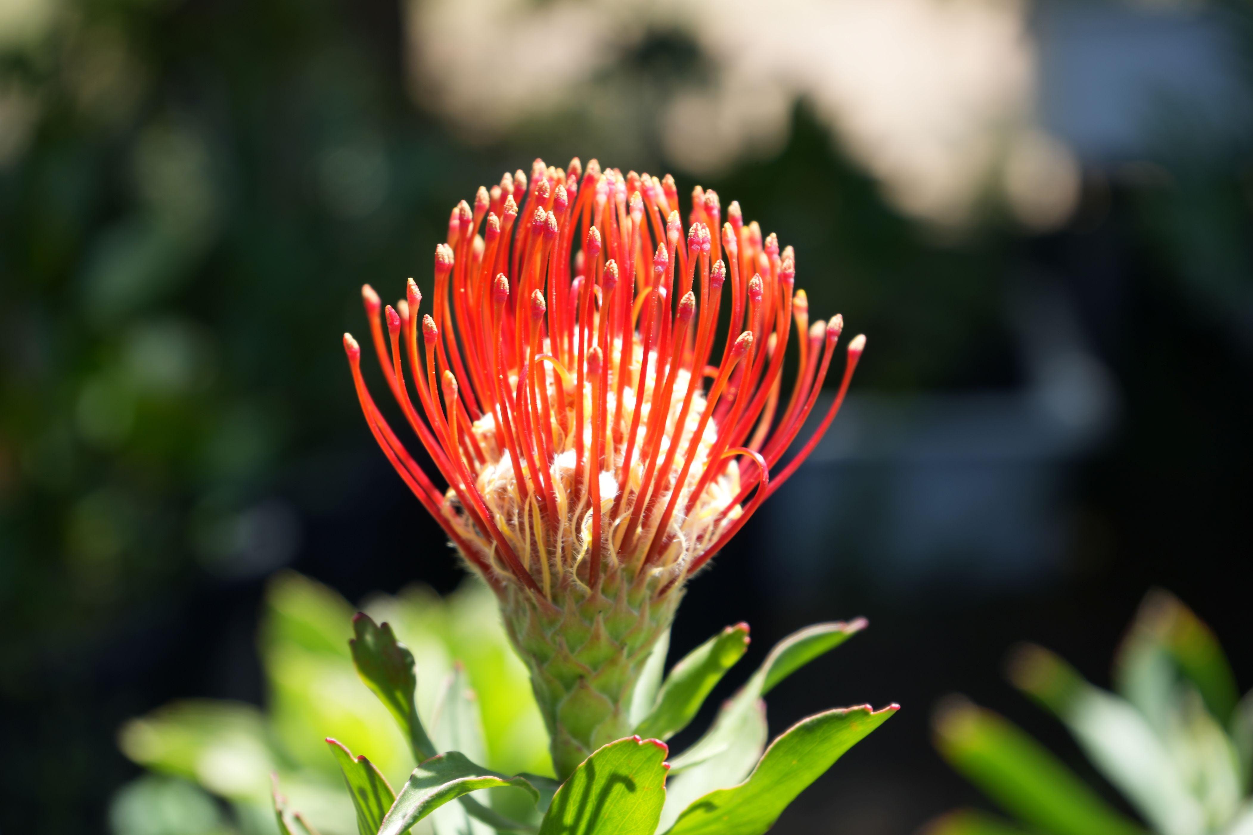 Leucospermum Live Plants - Add Exotic Charm to your garden – Bonte Farm